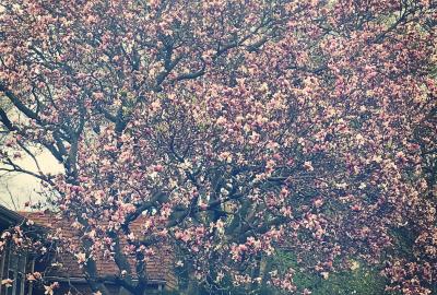Photo of a magnolia tree with pink flowers