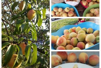 Peach tree produce