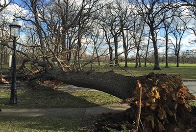 Fallen large oak tree lying on ground