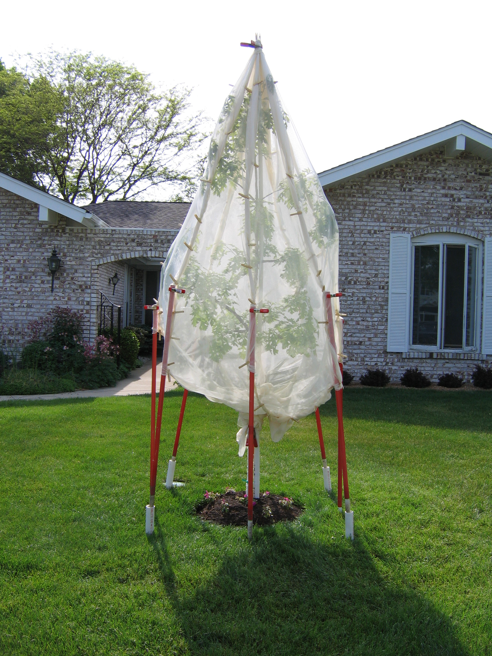 Oak sapling enclosed in mesh fabric to deter cicadas