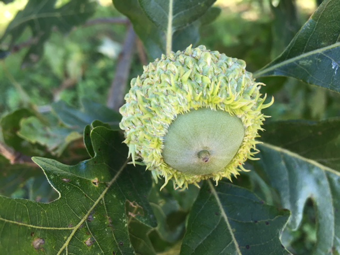 Bur oak acorn
