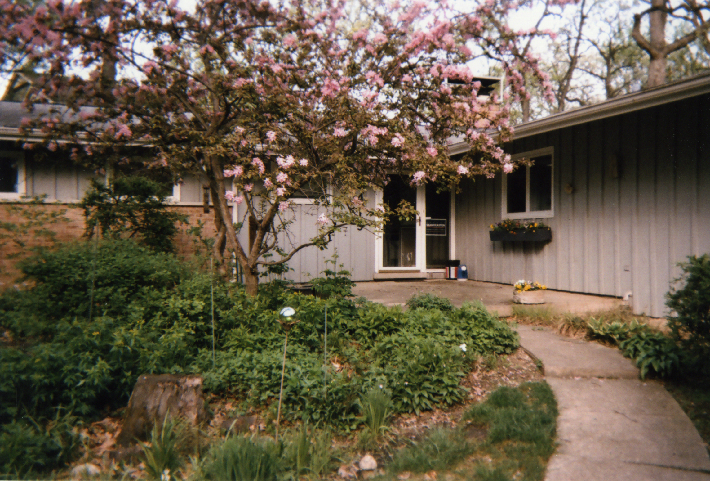 Flowering crabapple tree in front of house