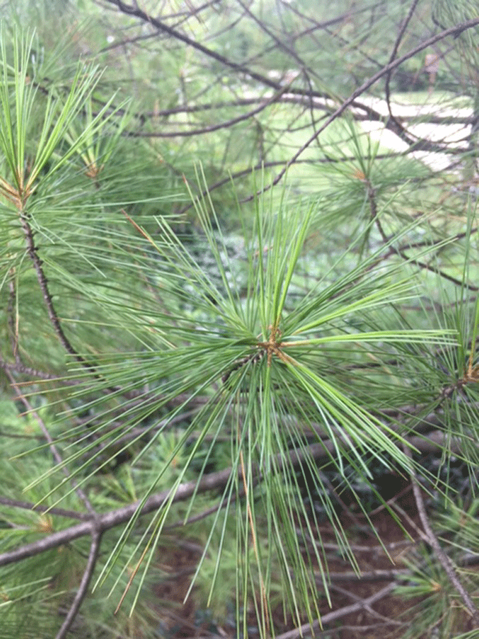 White pine needles